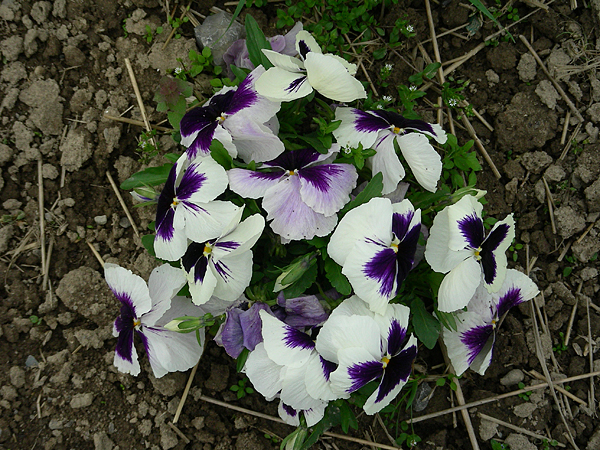 pansy in flower